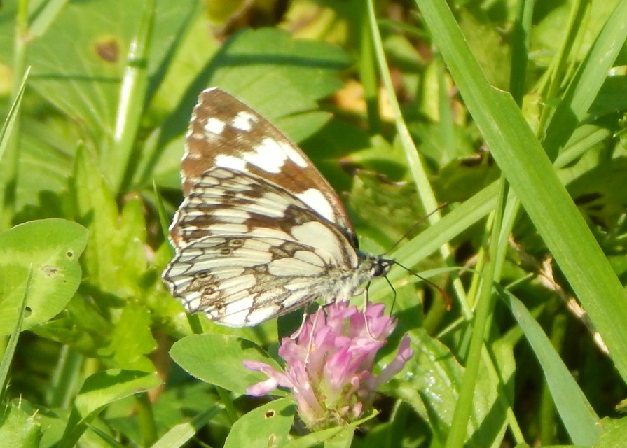 Melanargia galathea - sakktáblalepke