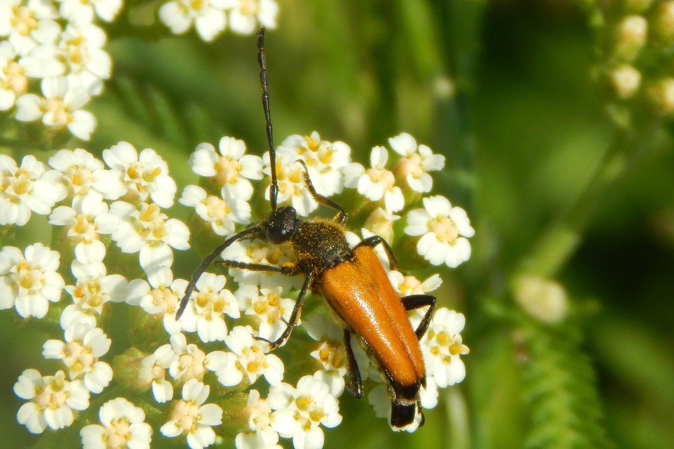 Stictoleptura fulva - vörhenyes virágcincér