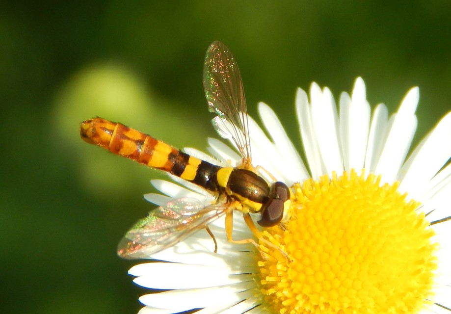 Sphaerophoria