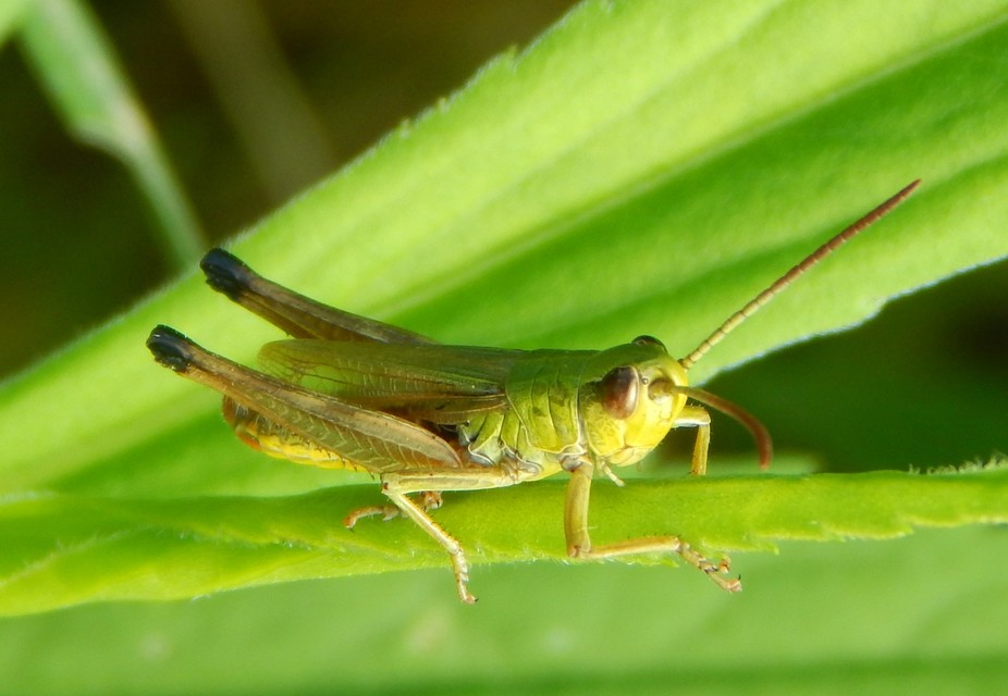 Pseudochorthippus parallelus - közönséges rétisáska