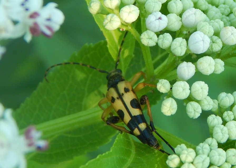 Rutpela maculata - tarkacsápú karcsúcincér