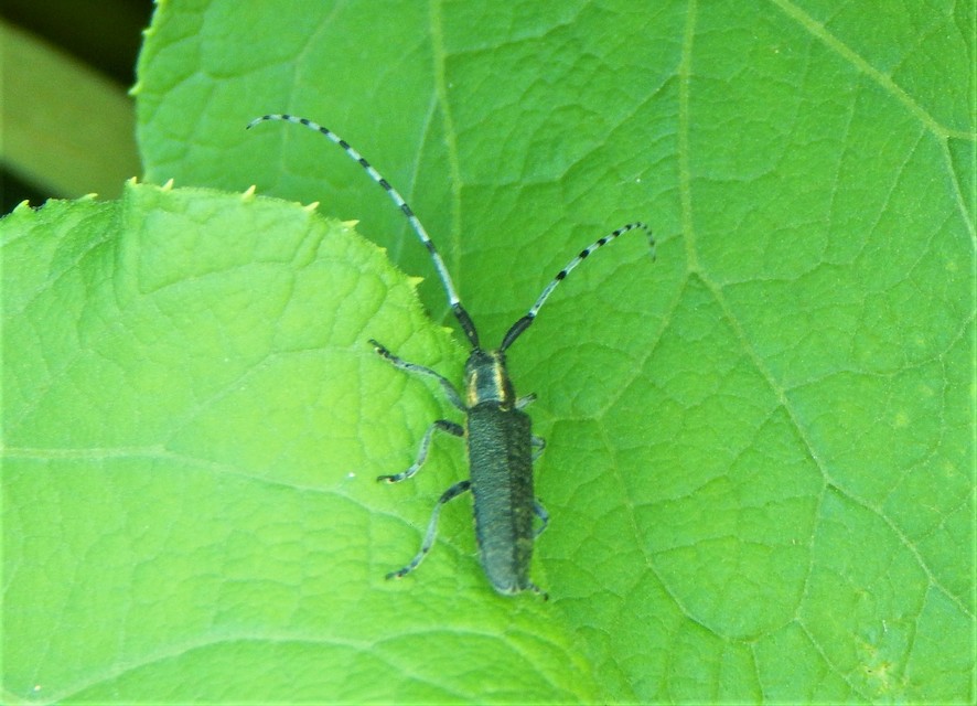 Agapanthia villosoviridescens - fehérgyűrűs bogáncscincér
