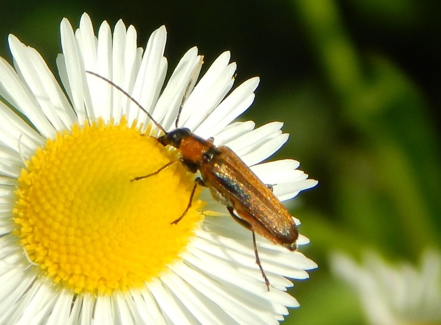 Anogcodes rufiventris Anogcodes rufiventris