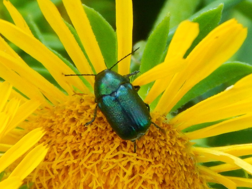 Cryptocephalus