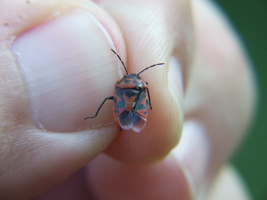 Eurydema ornata - díszespoloska Eurydema ornata - díszespoloska