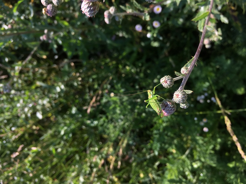 Leptophyes albovittata - közönséges virágszöcske