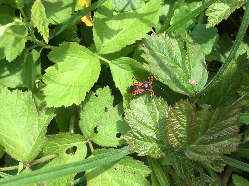 Rhynocoris iracundus - közönséges gyilkospoloska