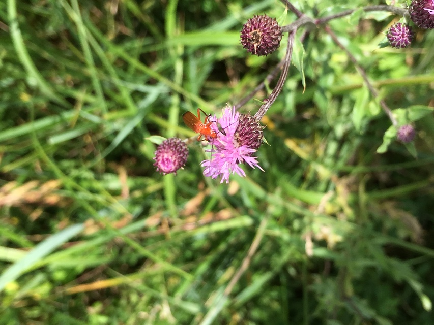 Rhagonycha fulva - feketevégű lágybogár