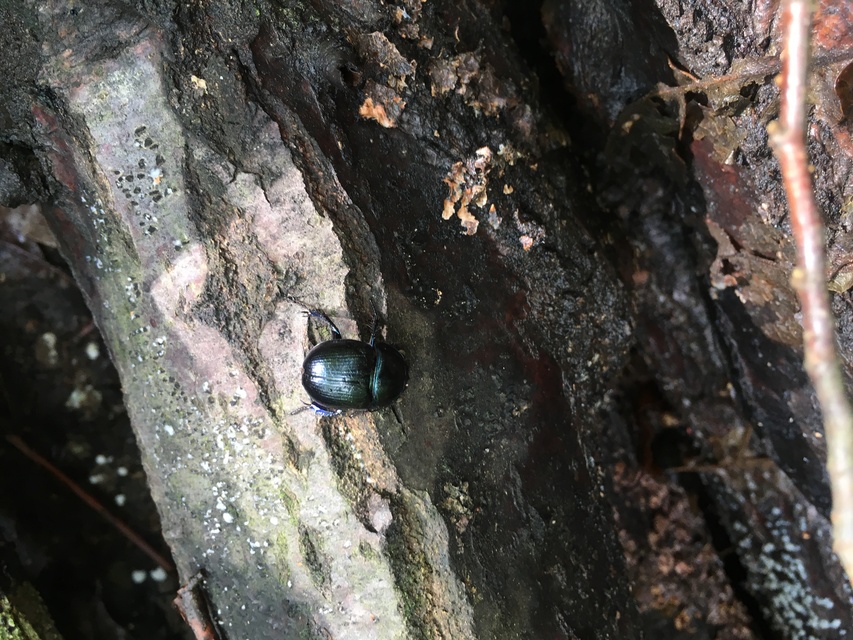 Anoplotrupes stercorosus - erdei álganéjtúró