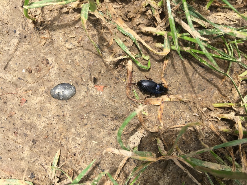 Harpalus dimidiatus - nyugati lomhafutó