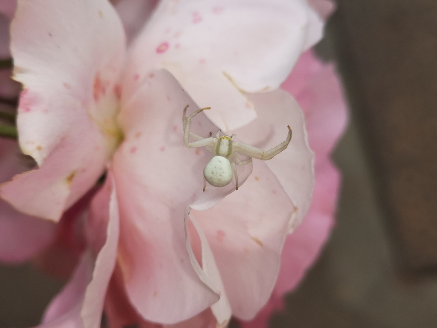 Misumena vatia - viráglakó karolópók
