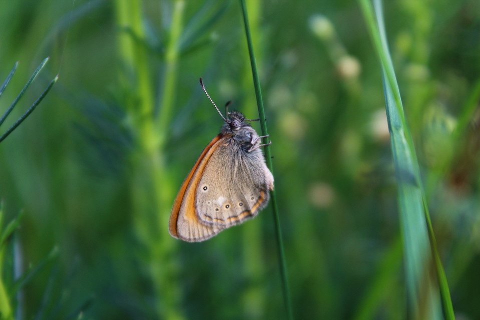 Coenonympha glycerion - közönséges szénalepke