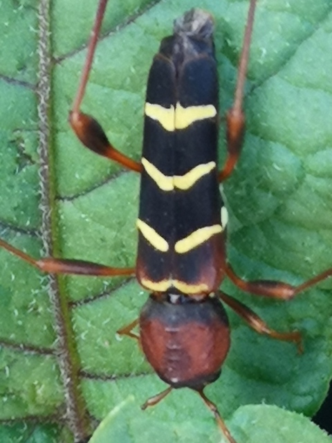 Neoclytus acuminatus - amerikai darázscincér