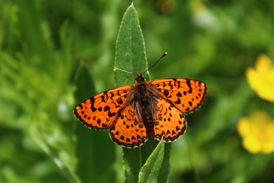 Melitaea didyma - tüzes tarkalepke