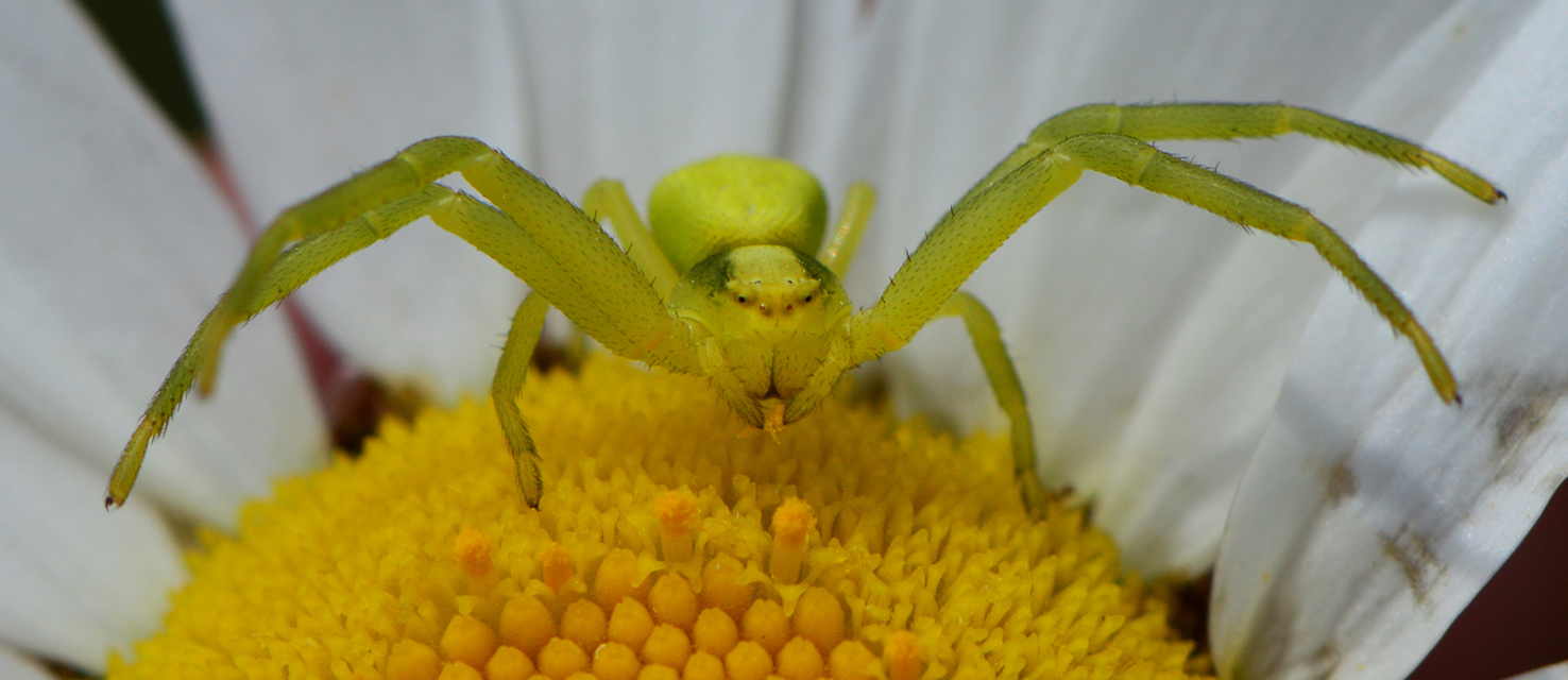 Misumena vatia - viráglakó karolópók