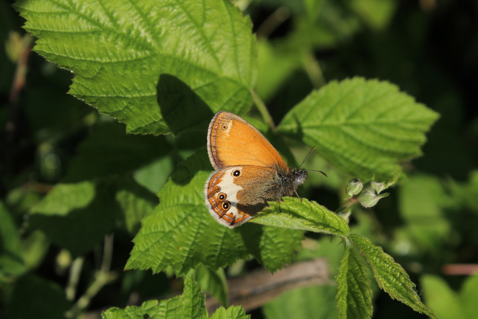 Coenonympha arcania - fehéröves szénalepke