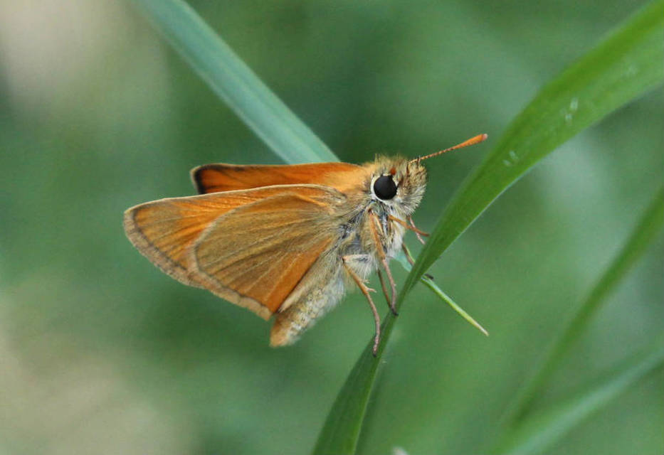 Thymelicus sylvestris - barna busalepke