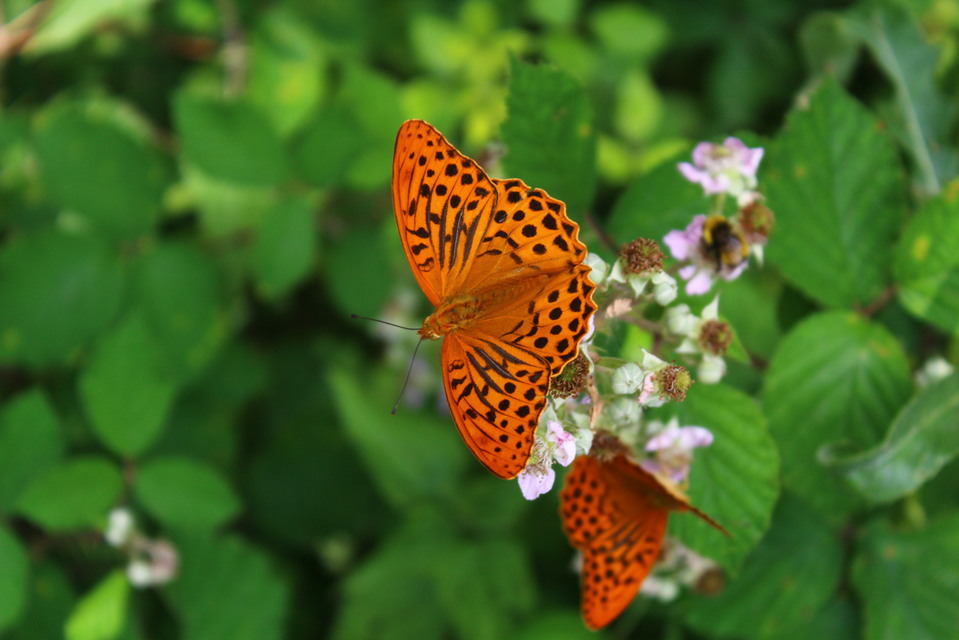 Argynnis paphia - nagy gyöngyházlepke