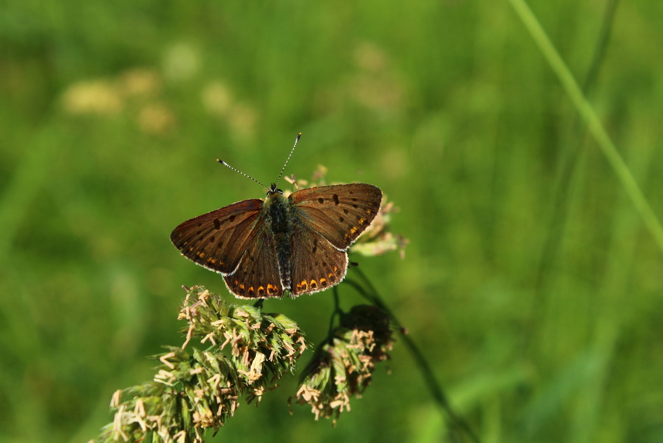 Lycaena tityrus - barna tűzlepke