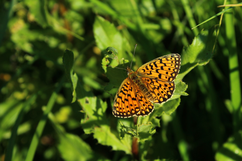 Boloria selene - fakó gyöngyházlepke