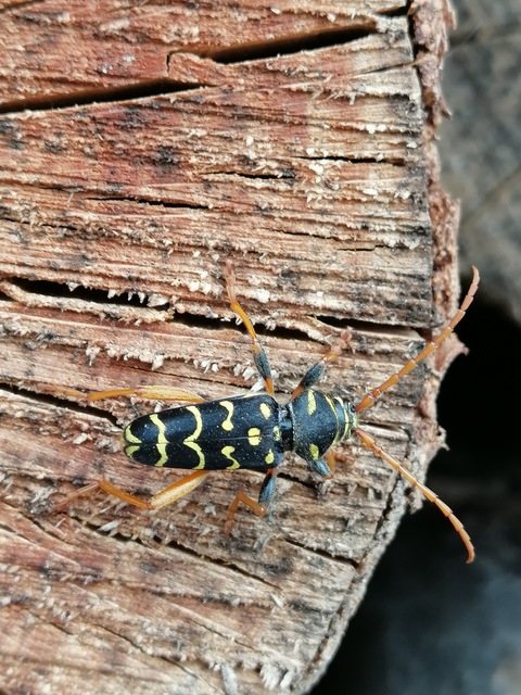 Plagionotus arcuatus - bársonyos darázscincér