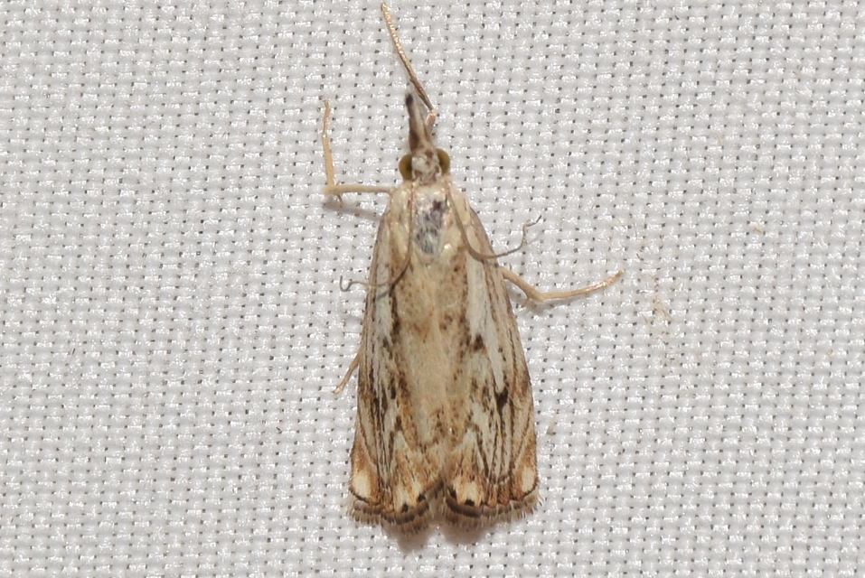 Catoptria falsella - hálós fűgyökérmoly