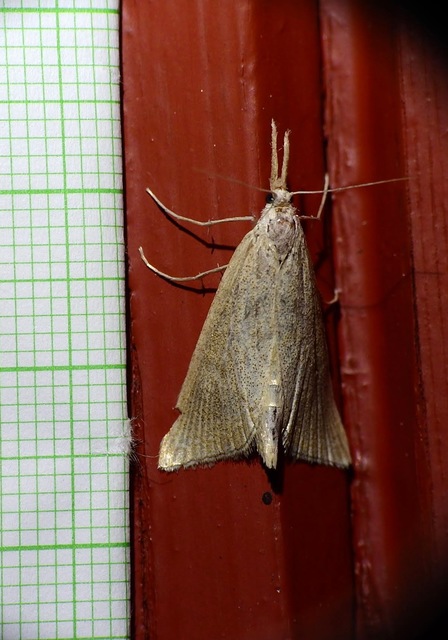 Pseudobissetia terrestrellus - kukorica-fúrómoly