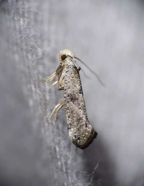 Yponomeutidae - pókhálós-molyfélék