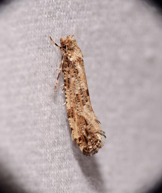 Morophaga choragella - közönséges óriásmoly