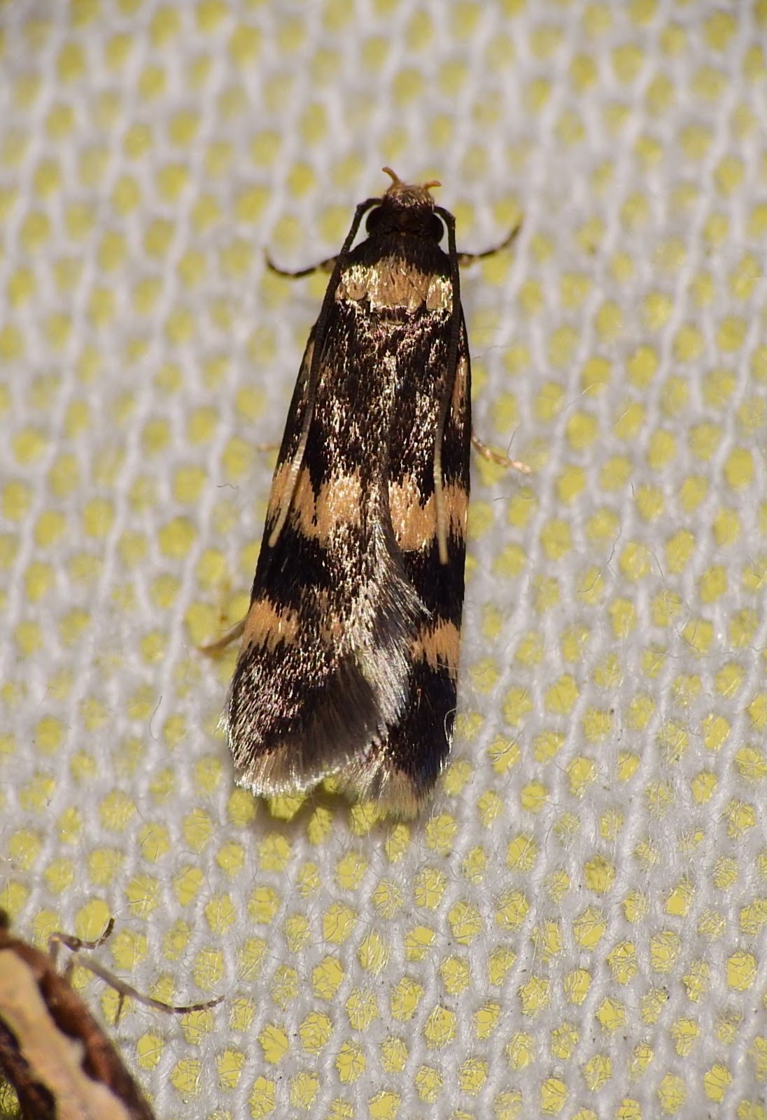 Oegoconia uralskella - közönséges avarmoly