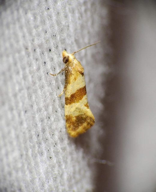 Phalonidia contractana - pipitér-fúrómoly