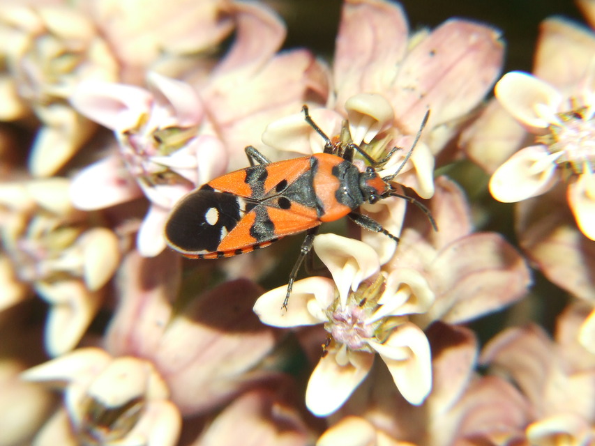 Lygaeus equestris/simulans
