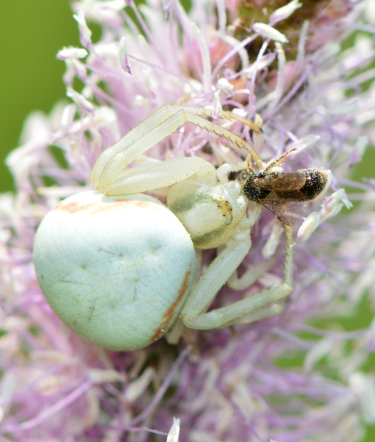 Misumena vatia - viráglakó karolópók