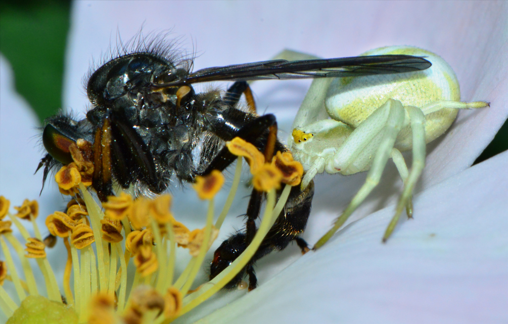 Misumena vatia - viráglakó karolópók