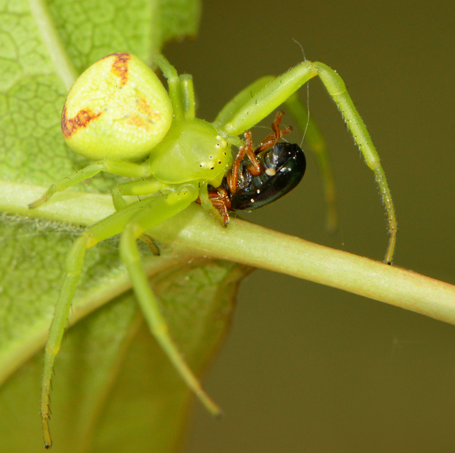 Ebrechtella tricuspidata - alakoskodó karolópók