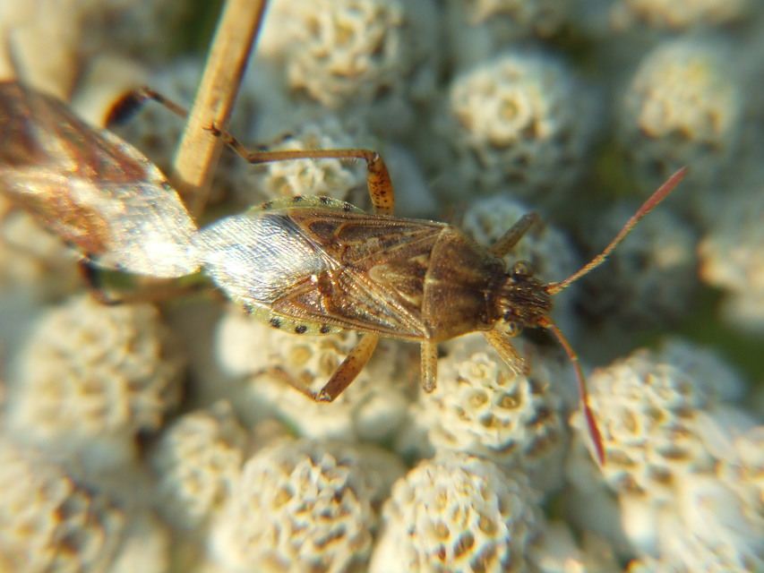 Rhopalidae - üvegpoloskák