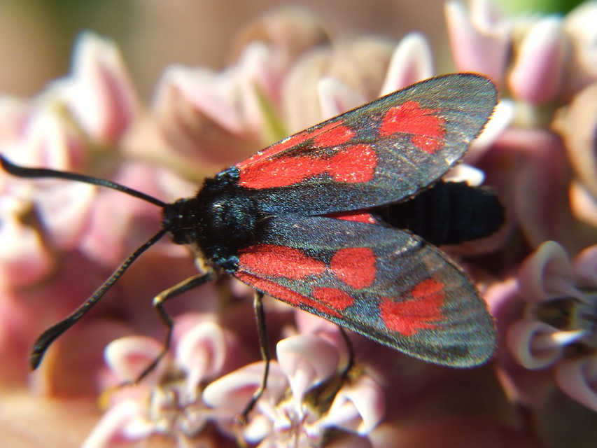 Zygaena loti - közönséges csüngőlepke