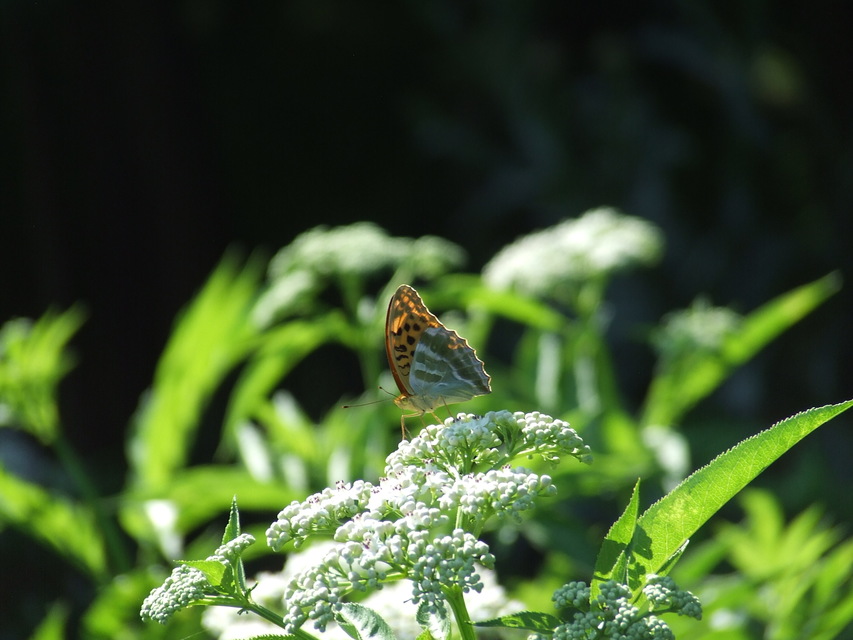 Argynnis paphia - nagy gyöngyházlepke