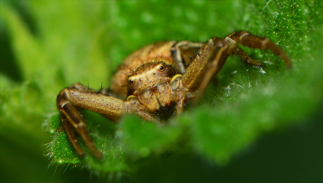 Xysticus kochi - közönséges karolópók
