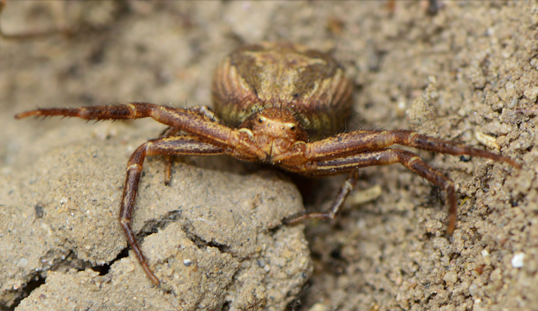 Xysticus kochi - közönséges karolópók