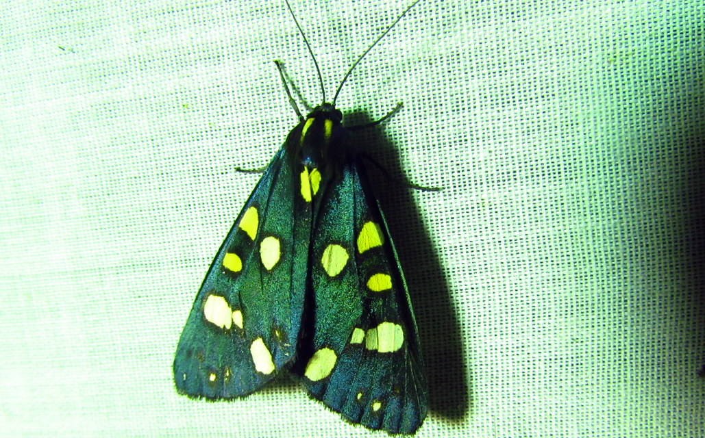 Callimorpha dominula - fémes medvelepke