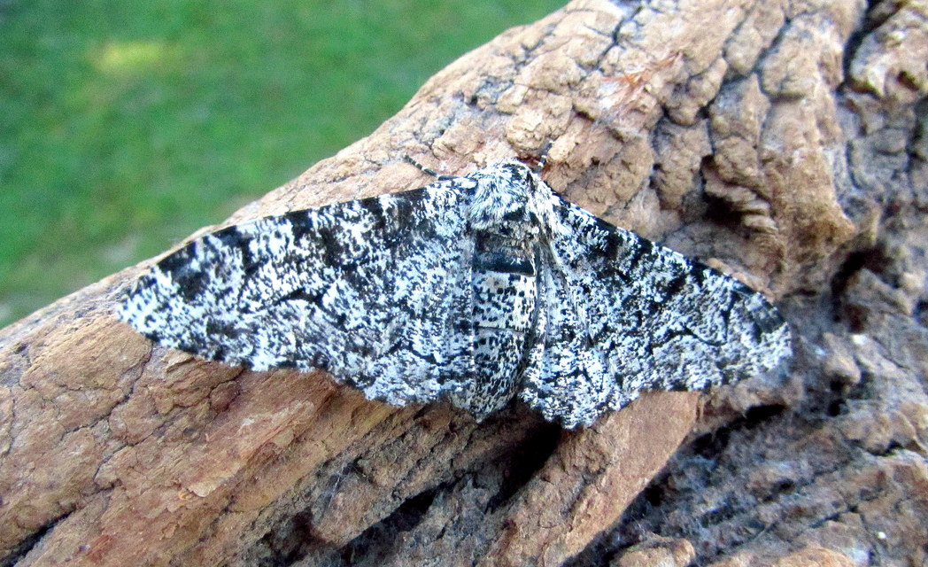 Biston betularia - szürkepettyes araszoló