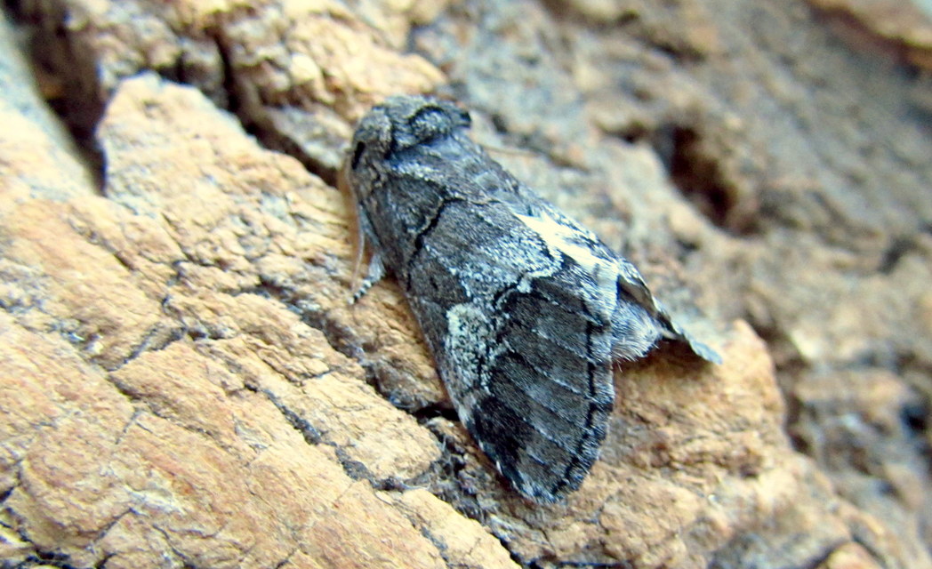 Drymonia querna - tölgyfa-púposszövő