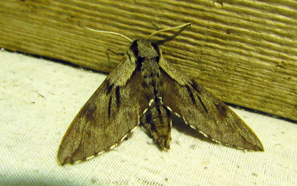 Hyloicus pinastri - fenyőszender