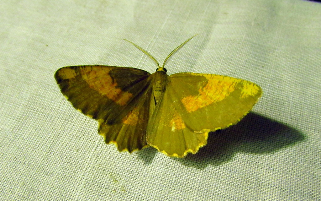 Angerona prunaria - sárga kökényaraszoló
