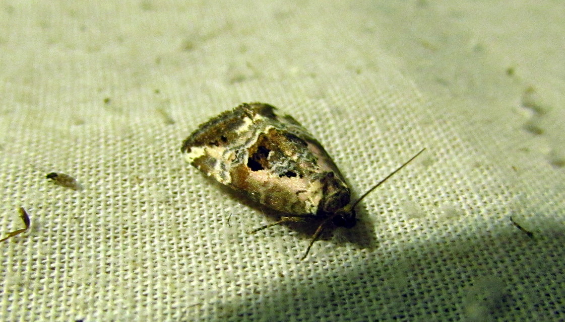Hapalotis venustula - rózsaszínű mázasbagoly