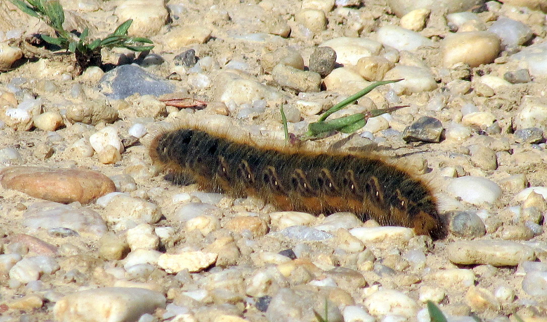 Lasiocampa trifolii - lóhereszövő
