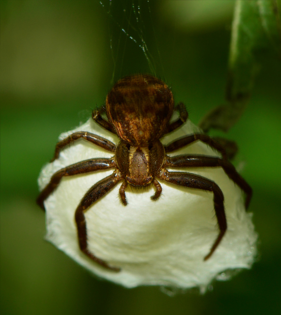 Xysticus kochi - közönséges karolópók
