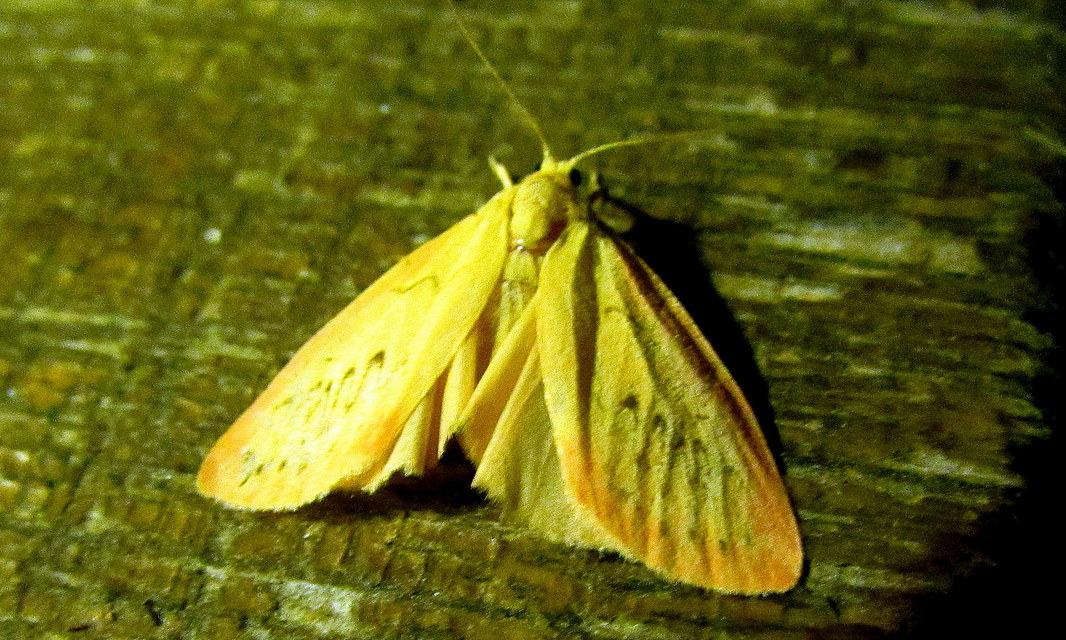 Miltochrista miniata - piros medvelepke