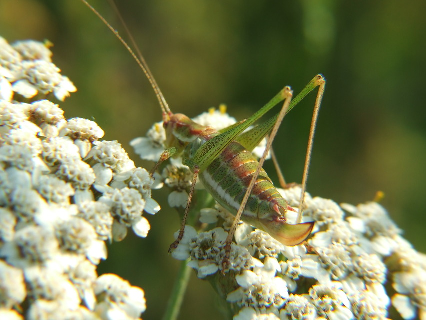 Leptophyes albovittata - közönséges virágszöcske